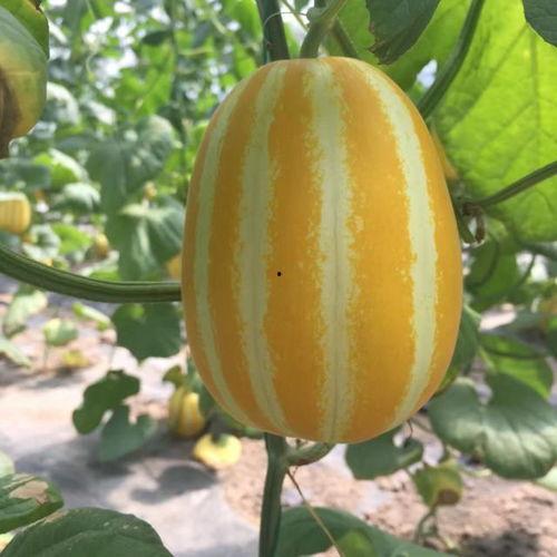 吃瓜有哪些网红,盘点吃瓜网红的崛起与影响力 第2张 吃瓜有哪些网红,盘点吃瓜网红的崛起与影响力 第2张