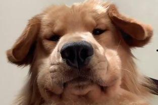 狗子的最新爆料视频大全,揭秘娱乐圈幕后真相  第1张